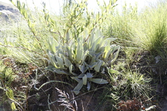 Helichrysum acutatum
