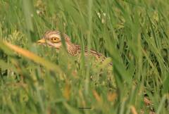 Burhinus oedicnemus