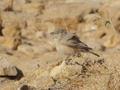 Ammomanes deserti