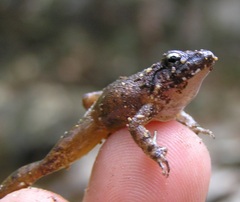 Limnonectes hascheanus