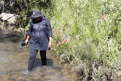 Hesperantha coccinea