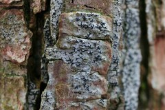 Opegrapha
