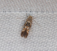Hieromantis arcuata