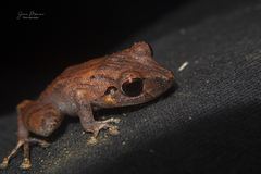 Pristimantis altamazonicus
