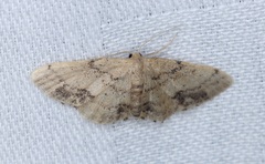 Idaea chotaria