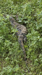 Varanus albigularis albigularis