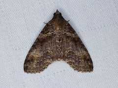 Lophoptera anthyalus