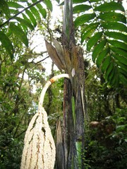 Chamaedorea linearis