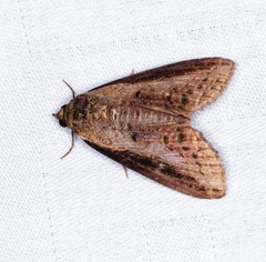 Lophoptera squammigera