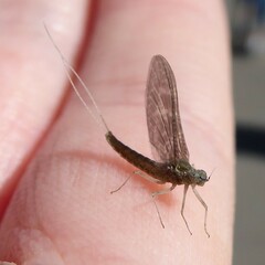 Callibaetis