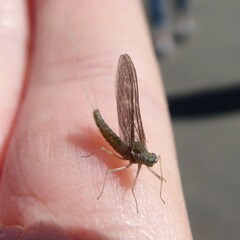 Callibaetis
