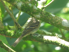 Lathrotriccus euleri