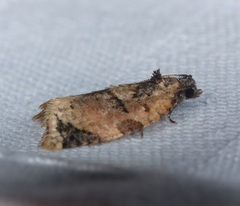 Neocalyptis liratana