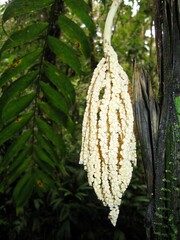 Chamaedorea linearis