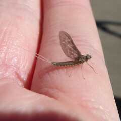 Callibaetis