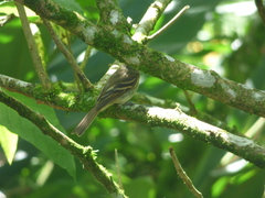 Lathrotriccus euleri
