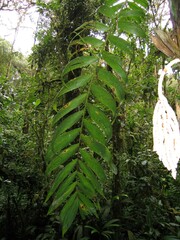 Chamaedorea linearis