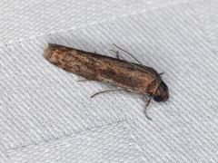 Phycita cirrhodelta