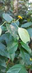 Mussaenda formosanum