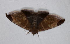 Pindara illibata