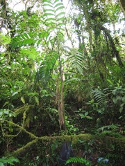 Chamaedorea linearis