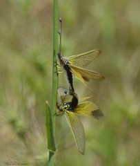 Libelloides ictericus