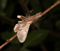 Ruttellerona pseudocessaria