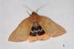 Thyas juno