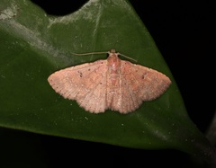 Cerynea punctilinealis