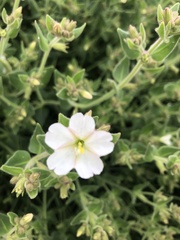 Mirabilis tenuiloba