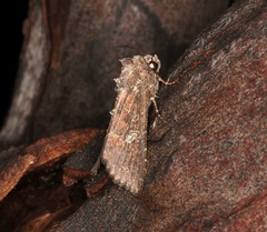 Condica illecta