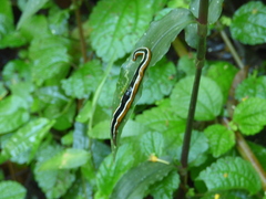 Geoplana vaginuloides