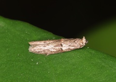 Copamyntis leptocosma