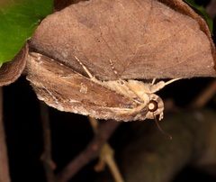 Ercheia cyllaria
