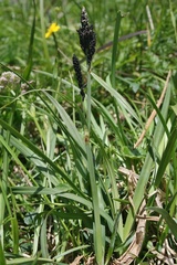 Carex atrata