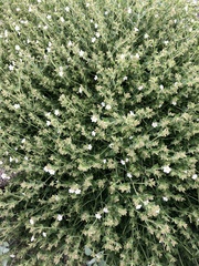Mirabilis tenuiloba