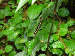 Geoplana vaginuloides