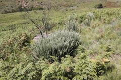 Lotononis lotononoides