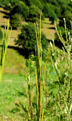 Turritis glabra