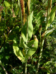Turritis glabra