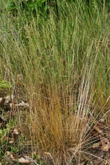 Festuca filiformis