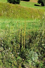 Turritis glabra
