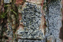 Opegrapha