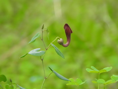 Aristolochia baetica