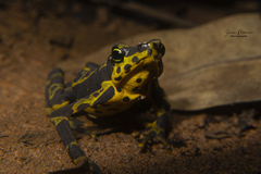 Atelopus spurrelli
