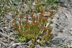 Sedum alpestre