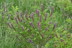 Amorpha nana