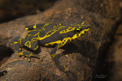 Atelopus spurrelli