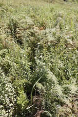 Helichrysum umbraculigerum