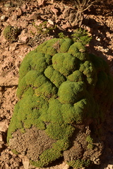 Azorella monantha